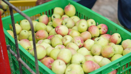 A basket of Malang apples that have just been harvested by the farmer