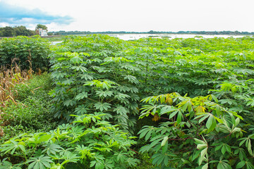 Fertile cassava plantation near the headwaters of Cengklik reservoir