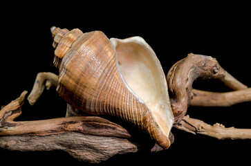 Hemifusus Tuba Shell on Driftwood