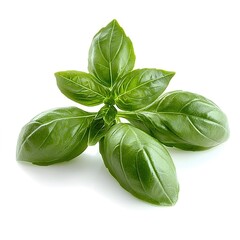 Obraz premium Create an ultra-realistic photograph of fresh basil leaves on a white background
