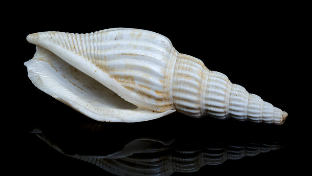 Ribbed strombus vittatus Seashell on black Background