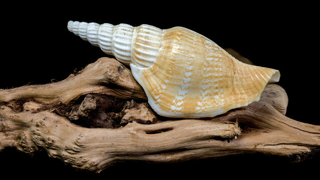 Ribbed strombus vittatus Seashell on Driftwood Background