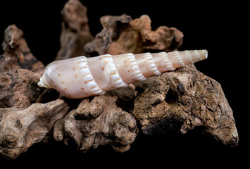 Terebra Seashell on Weathered Wood