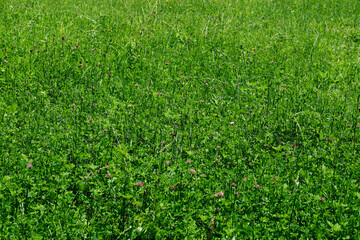 violet purple clover flowers in the wild green grass. Perspective view of white clover flowers on green color bokeh background.