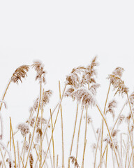 Snow-Covered plants in Winter Landscape, Close-up pampas grass as natural aesthetic pattern, minimalism in beauty of nature, vertical poster, frosty reeds in serene wintertime scenery, neutral tones