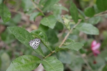 butterfly on a flower