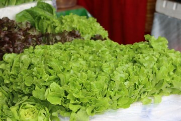 lettuce in a garden