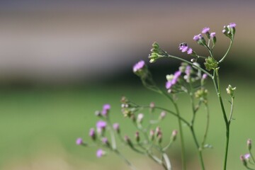 butterfly on a flower