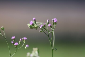 flowers in the garden