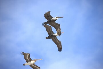 pelicans in the sky in the beach