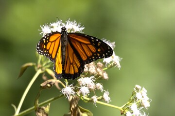 butterfly on flower