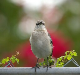smocking bird with red background