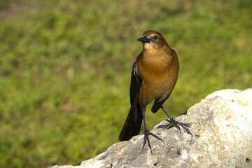 bird perched in the fence in the everglade florida