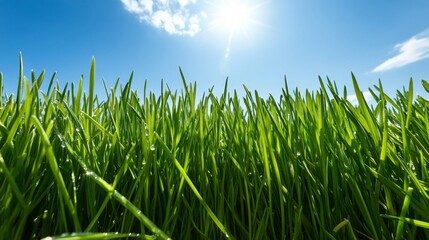 Obraz premium Vibrant Green Grass Under a Sunny Blue Sky
