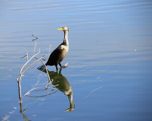 great blue heron in the branch in the lake