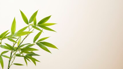 Naklejka premium Green bamboo leaves against a light background, symbolizing nature, tranquility, and freshness.