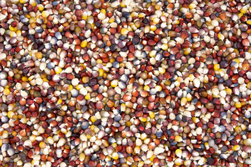 Background of colorful kernels of Indian Corn. Indian or flint corn is one of the many types of maize with colored kernels, either single or multiple colors. Popular autumn decorations.