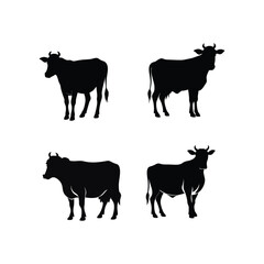 collection of cow 