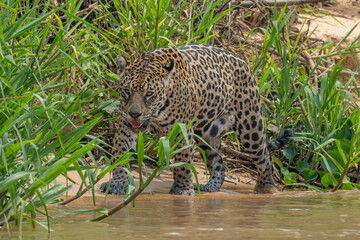 Jaguar hunting the river's edge