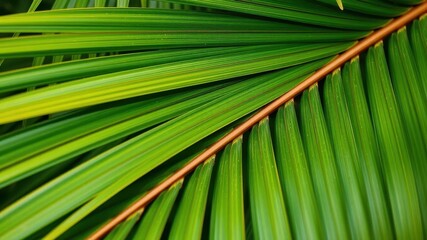 Close up of natural tropical green palm leaf texture, exotic, texture
