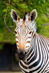 Naklejka premium A stunning close-up of a zebra s face in Luxemburg. The zebra gazes calmly at the camera, displaying its striking black and white stripes against a softly blurred green backdrop.