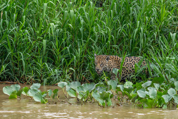 Jaguar wading in the river