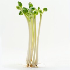 Obraz premium A group of young green sprouts with elongated white stems and small leaves, standing upright against a plain white background.