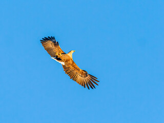 White-tailed eagle on its back in flight