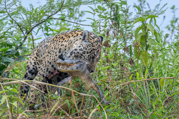 Jaguar holding a caiman in its mouth