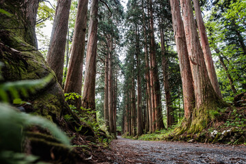 戸隠神社参道・杉並木
