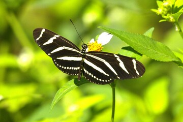 zebra butterfly on a flower