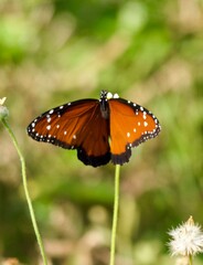 butterfly on a flower free in the forest