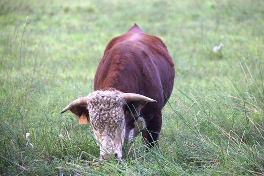 calf in the meadow