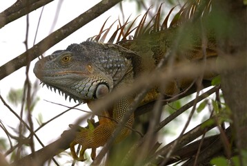iguana on tree