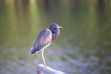 great blue heron