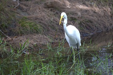 white heron take a fish