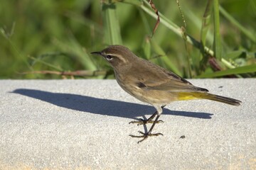 Obraz premium bird on the grass