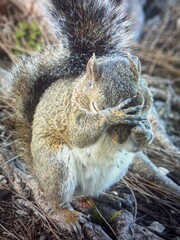 funny squirrel in the park