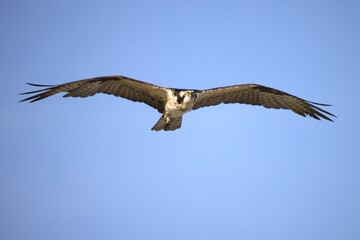 osprey in flight