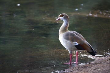 goose on the river