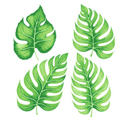 Fototapeta premium set of green leaves