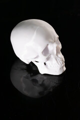 A collection of 3D-printed white skull sculptures artistically displayed against a black reflective background. 