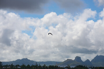 The Sooty Tern, a tropical seabird, is distinctive with its jet-black back, black cap, and white...