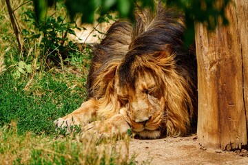 The lion, Panthera leo, is a powerful big cat known for its muscular build, broad chest, and iconic mane, making it one of the most recognisable members of the Felidae family. © Ilja