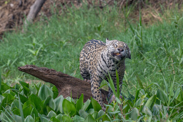 Jaguar shaking water from its head