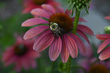 bee on a flower