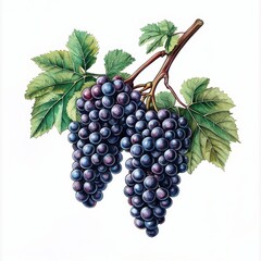 A vibrant illustration of a bunch of purple grapes with green leaves, showcasing their rich color and natural beauty.