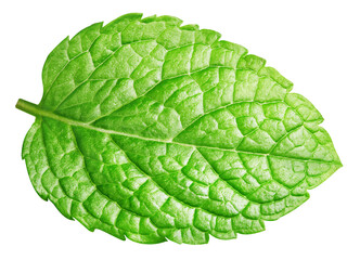 Obraz premium Green mint pepper leaf isolated on white. Fresh mint leaf. Pepper mint clipping path