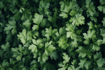 Fototapeta premium Vibrant green leaves in a dense pattern create a wonderful visual. This lush plant brings freshness and life to any space. A perfect addition to your portfolio. Generative AI