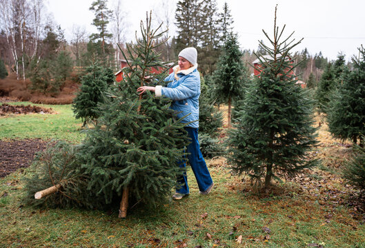 Woman in winter clothes choosing a Christmas tree at a farm